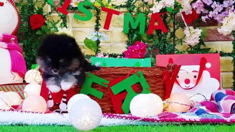 Very Unique Black & White Pomeranian - Puppies