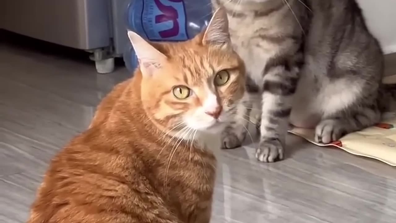 Funny 🐈 cats