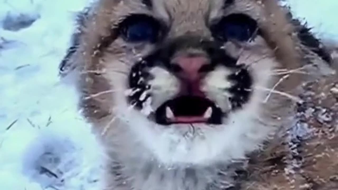 Cute baby leopard 🐆 shevring in snow 🌨️🌨️