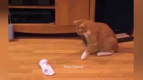 Most Trending Animal Videos | Funniest Cats and Dogs 2023 ---- _ Pets Island(720P_HD)