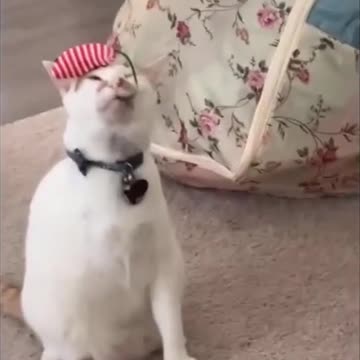 Random Funny Cat's 🐈 Memes 😂 Joy Funny Factory