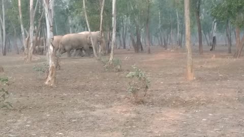 Elephant in forest...