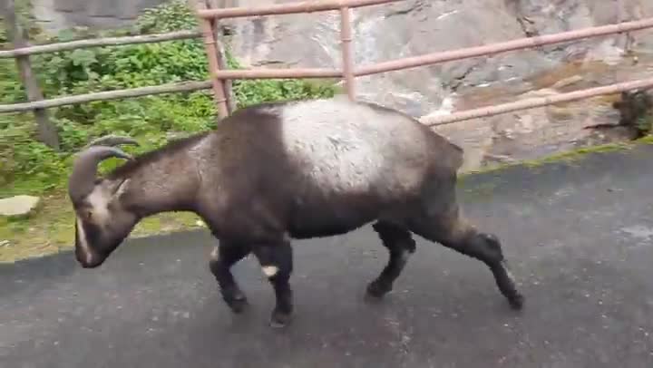 Nilgiri tahr in Wayanad, Kerala, India