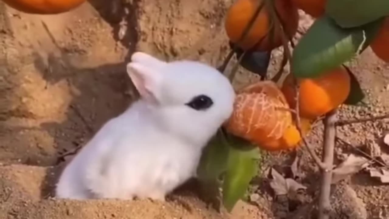 Funny Animal Videos