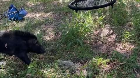 Catahoula Bulldog training