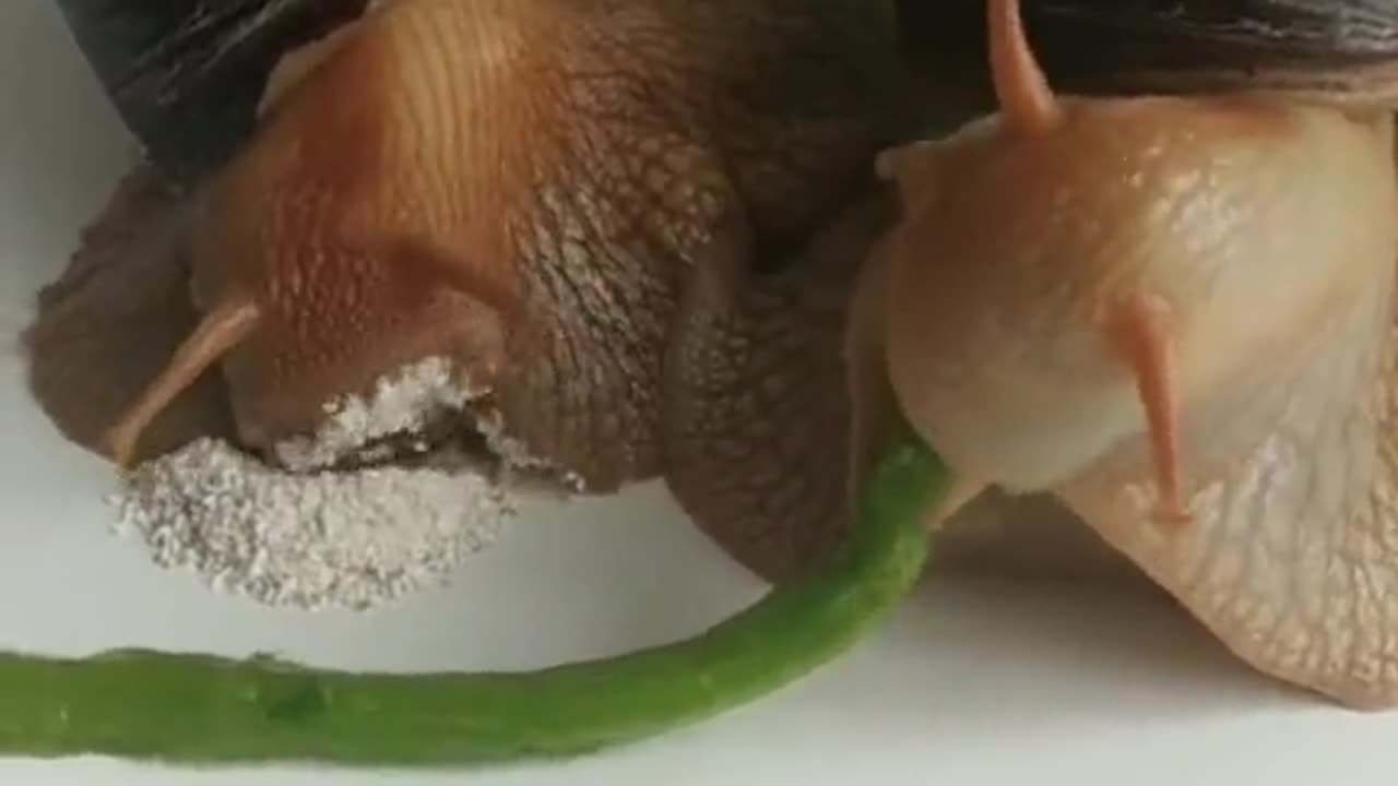 Snails Grubbing Out