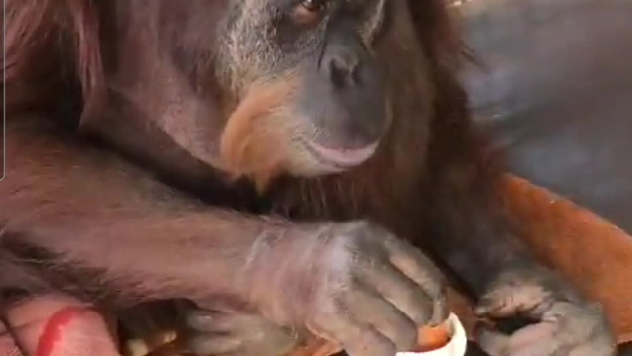 Gorilla having breakfast