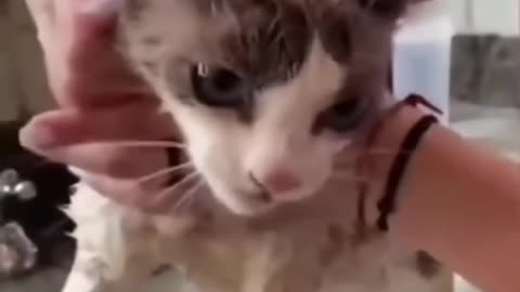Funny Cats