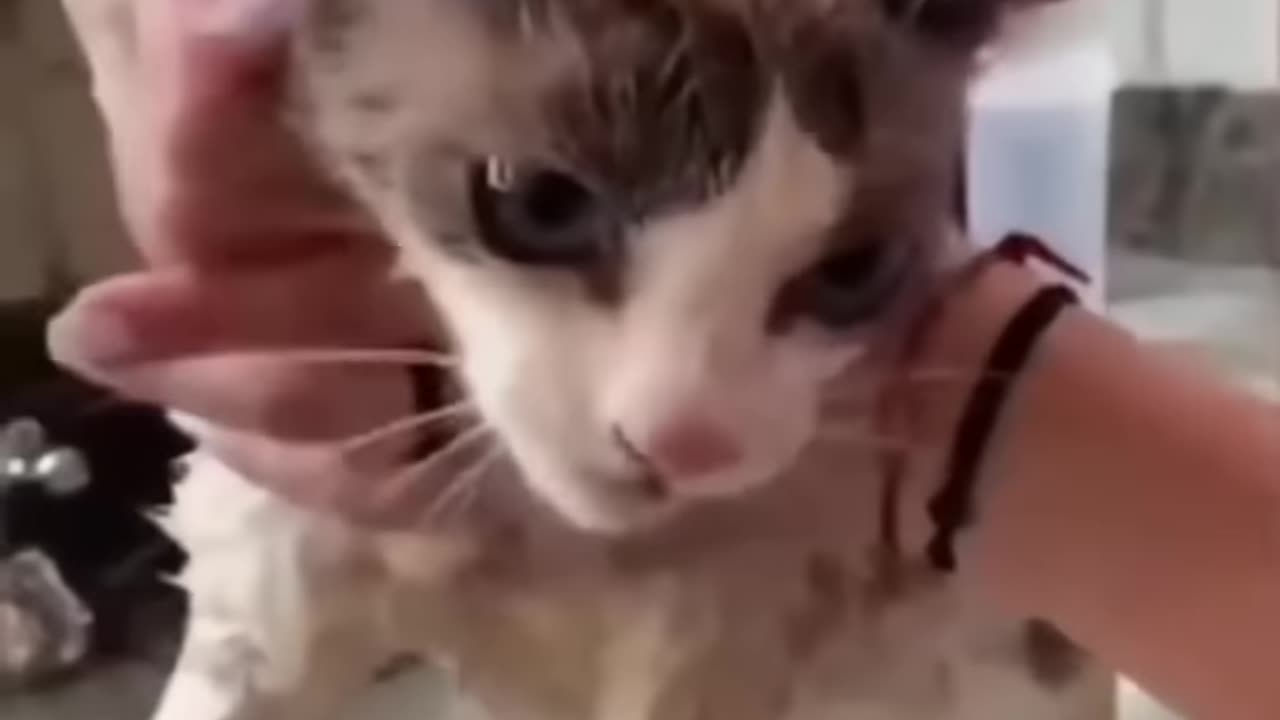 Funny Cats