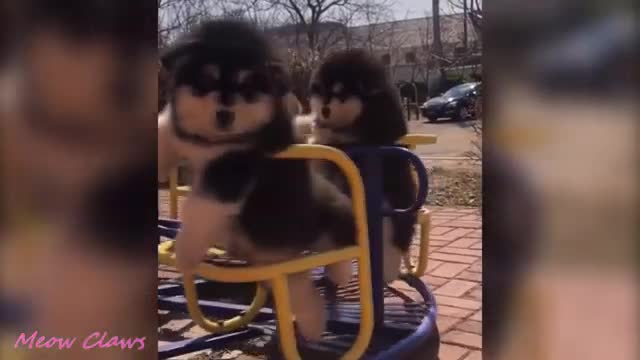 Baby Alaskan Malamute Cutest and Funniest Moments New Compilation 😍| Try Not To Laugh.