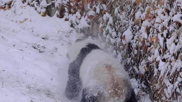 Panda world adorable two