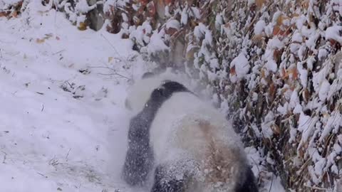 Panda world adorable two