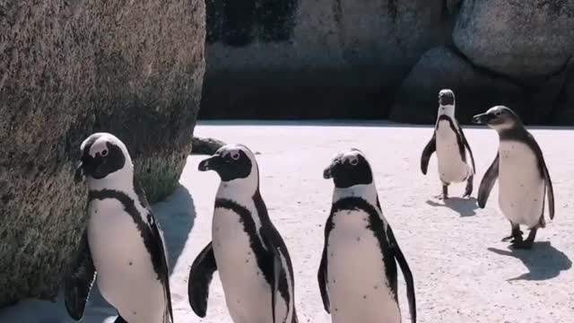 Penguins party going to meeting