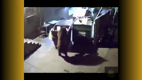 Crazy Animals, and More:Compilation Clips That Will Leave You Howling with Laughter!ENJOY!