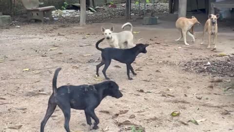 Stray dogs love fighting