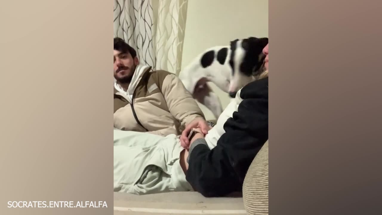 Funny animal videos#funwithanimal2023