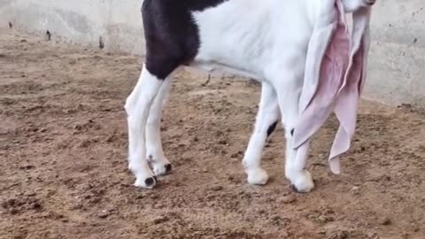 Unique goat