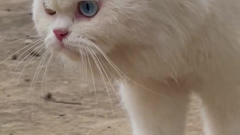 Funny animals - Funny cats / dogs - Funny animal videos thaheem73