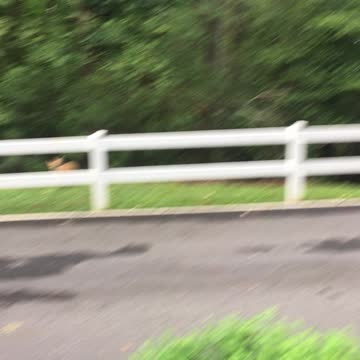 Foxy loves chicken wings