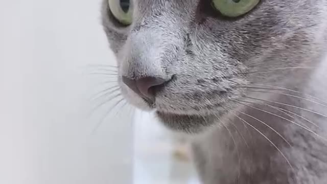 pretty cat drinking water