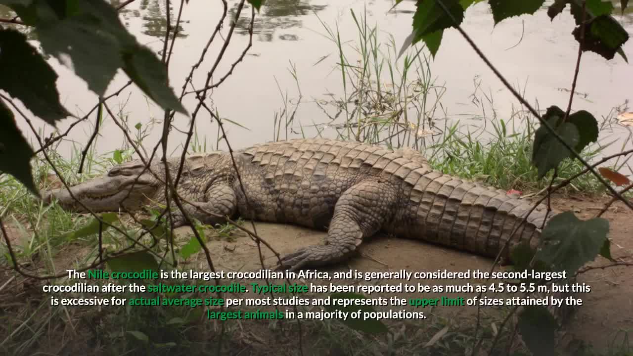 Nile Crocodile Description, Characteristics and Facts!