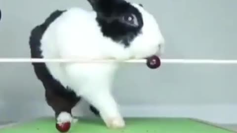 cute bunny fell in a very funny way😍🥰