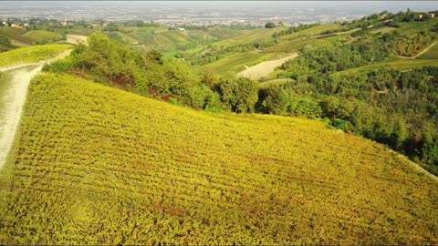 Vigneti dell'Oltrepò Pavese