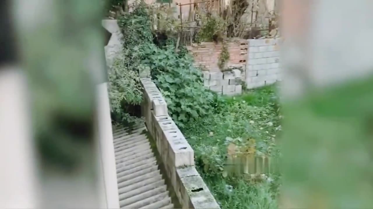 Funny cat and dog videos