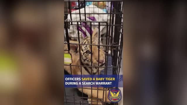 TIGER HEAT: Illegal Animal Trader Had Tiger Cub, Alligator And Snapping Turtles