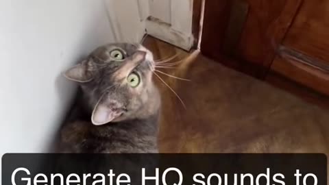 Sounds that attract cats - Meow to make cats come to you