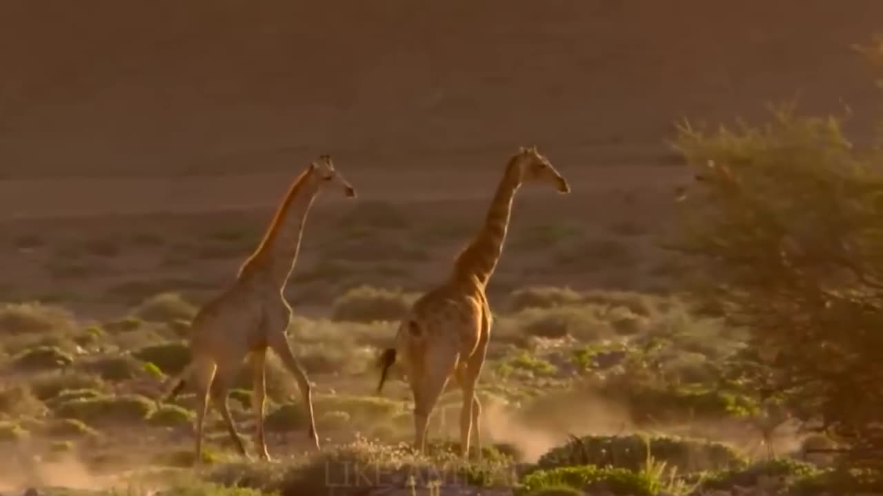 Giraffe Fight