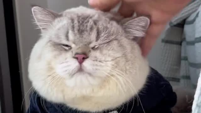 Finally, a cat could not say anything to the show!
