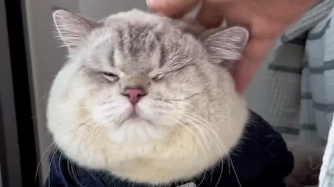 Finally, a cat could not say anything to the show!