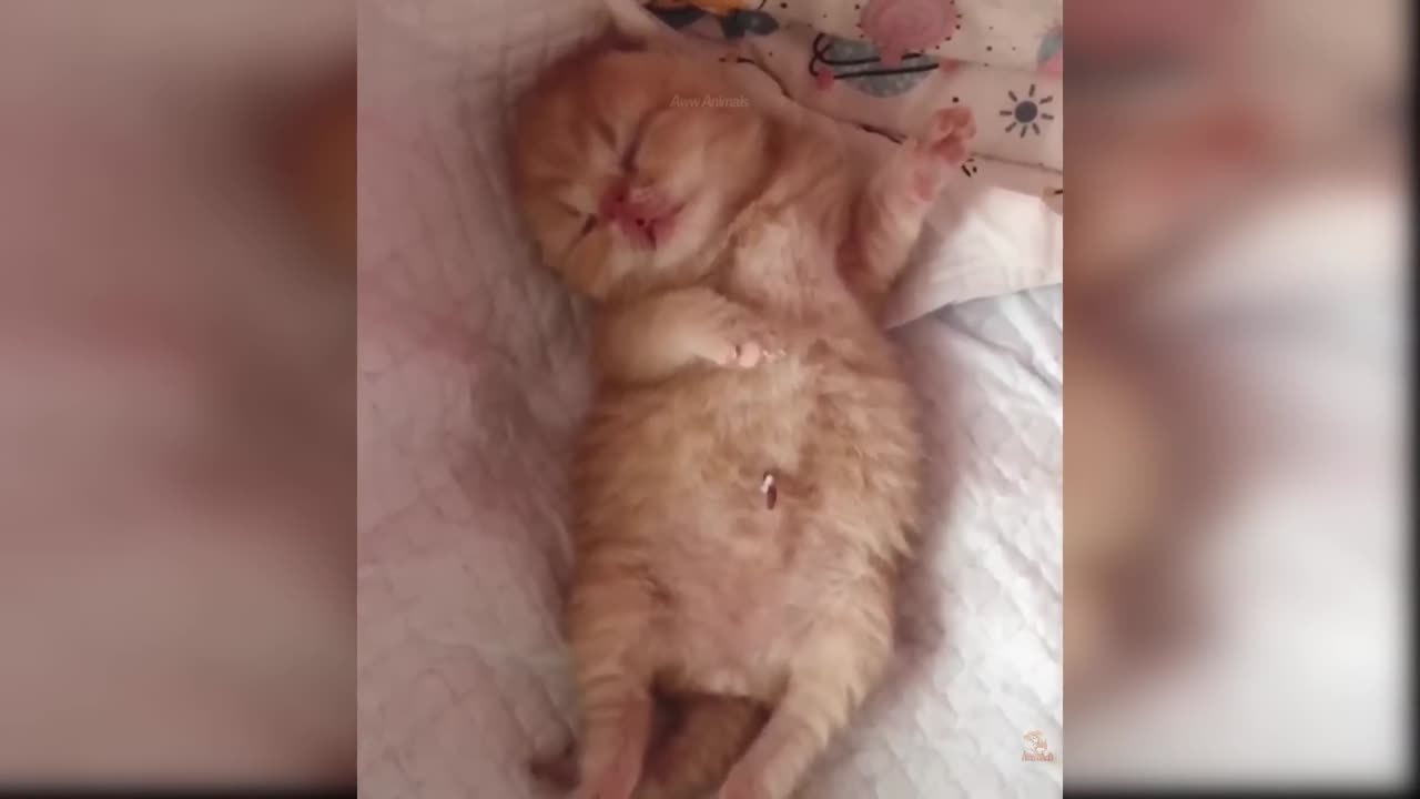 Mama Cat Takes Back Crying Kitten From Toddler