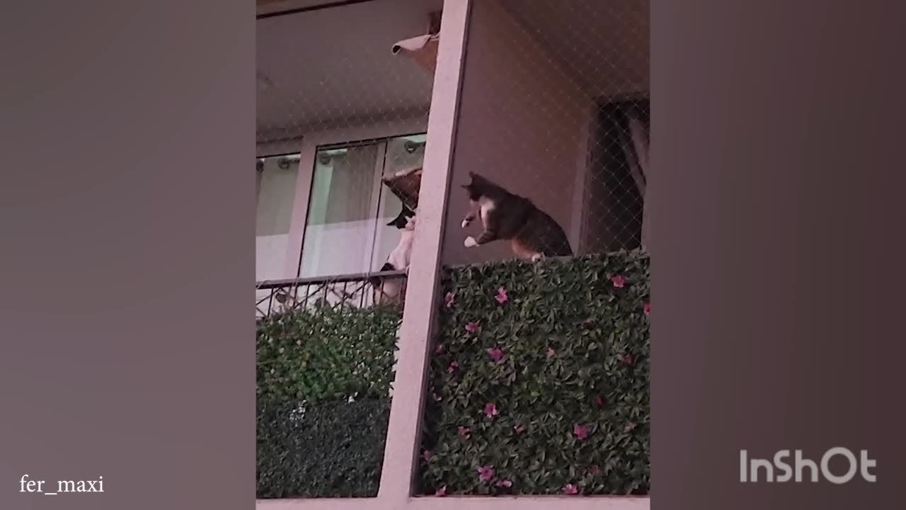 angry neighbours