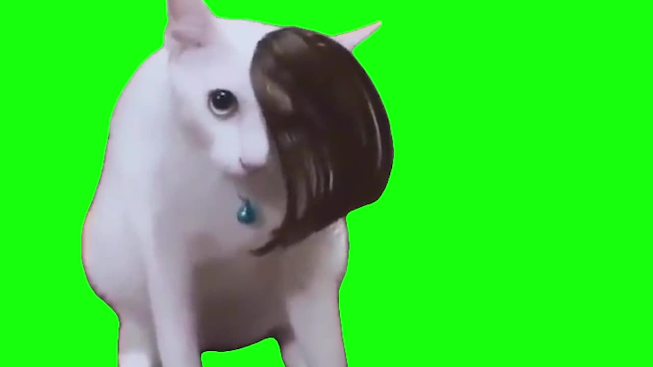 Emo Cat Hair Flip | Green Screen