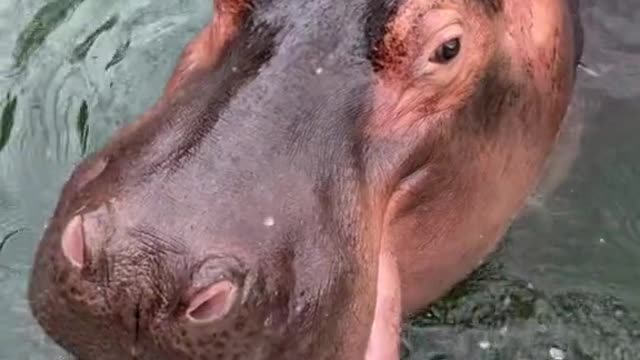 A hippopotamus