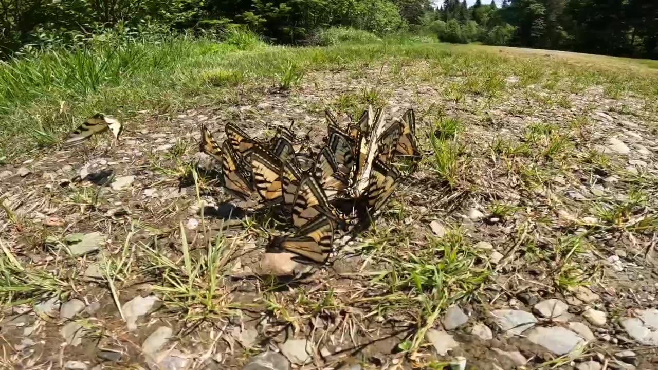 Swallowtail Butterflies