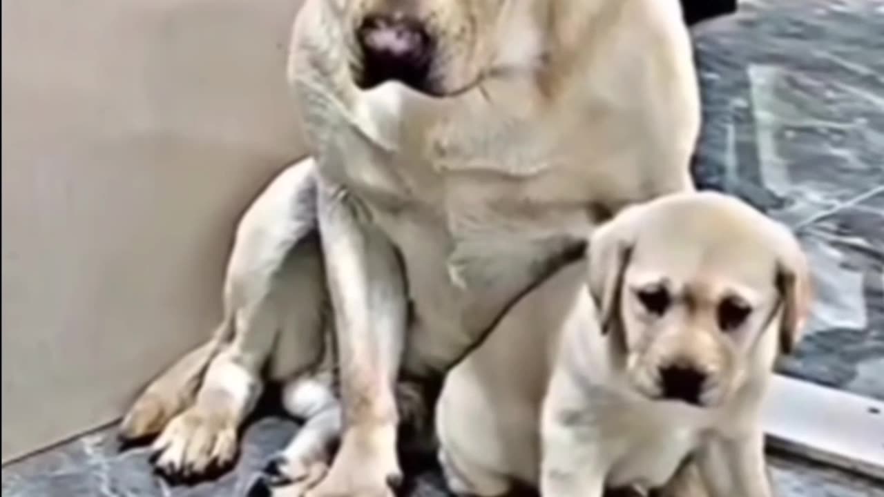 MAMA DOG PROTECT HER PUPS