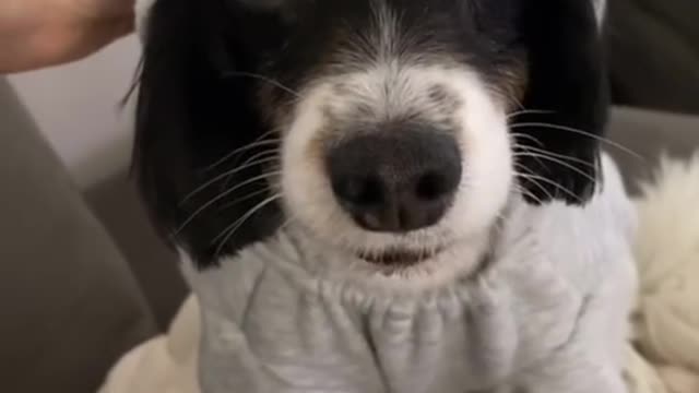 Wait for it#dogsoftiktok #dog #pet #puppy #animals