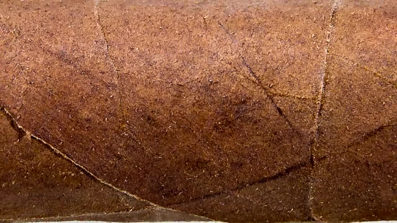 Falto Lancero Cigar Review