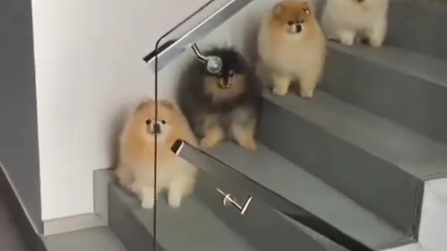 Cute Pomeranian dog video