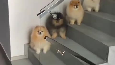 Cute Pomeranian dog video