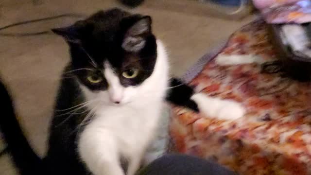 Cute cat standing up and asking politely for treats