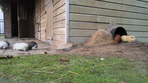 Guinea pig breakfast