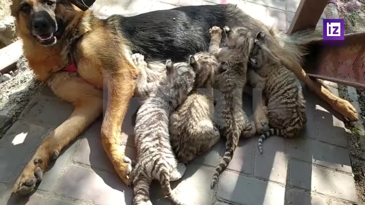 In Mariupol zoo, a German shepherd became a foster mother for newborn tiger cubs