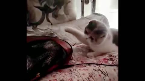 Funniest Dogs And Cats - Best Of The 2022 Funny Animal Videos #14