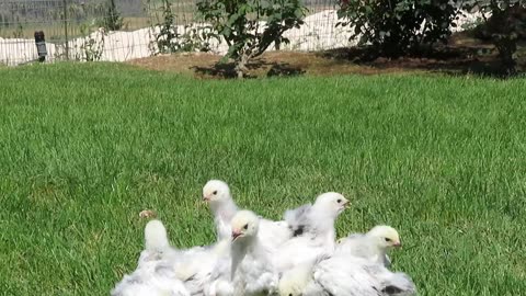 Black silkie chickens