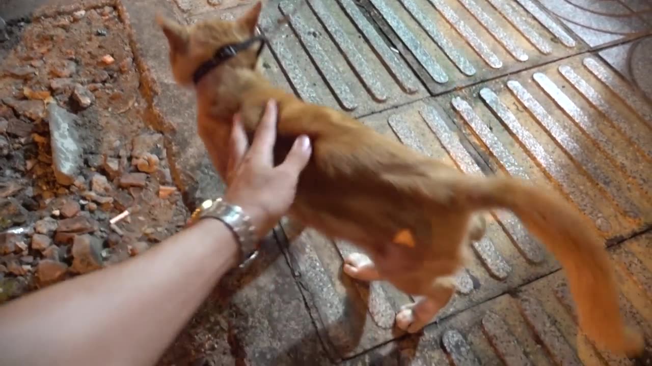 Funny cat 😁🐱😁#2023