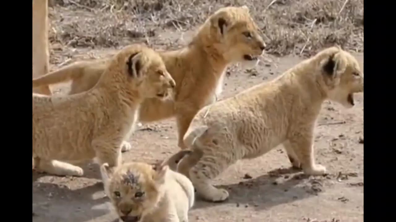 Brave Lion Cub!